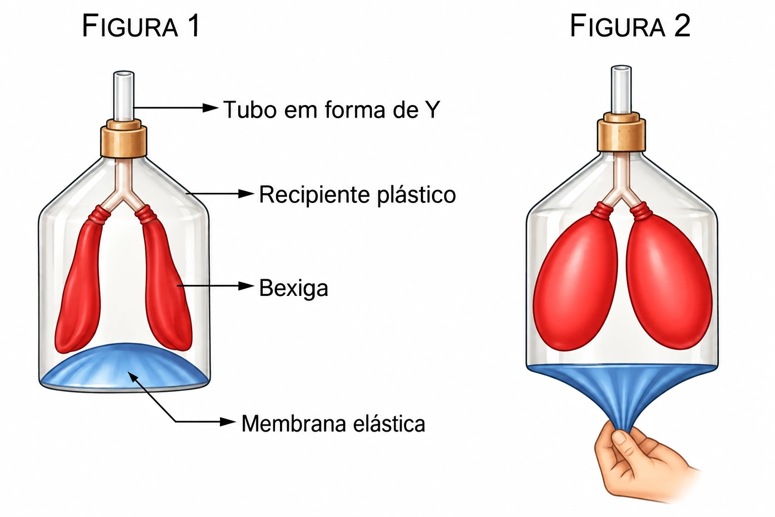 Modelo do sistema respiratório com duas bexigas, tubo em Y e membrana elástica nas situações de expiração e inspiração