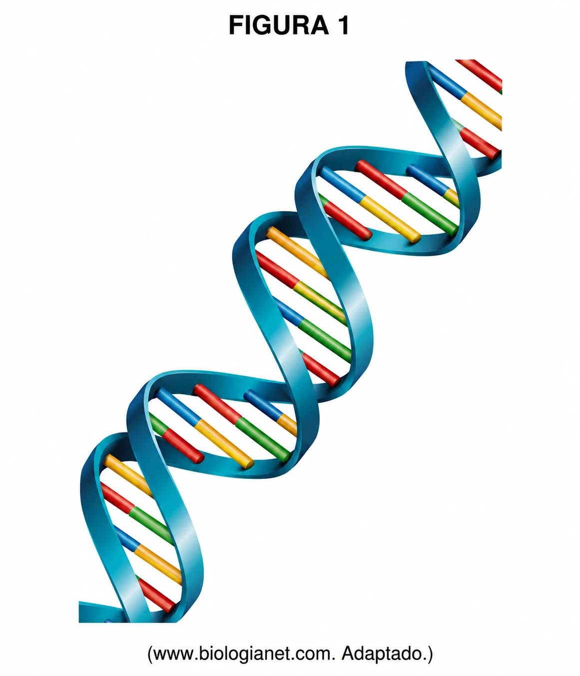 Figura 1 — representação artística da dupla hélice do DNA