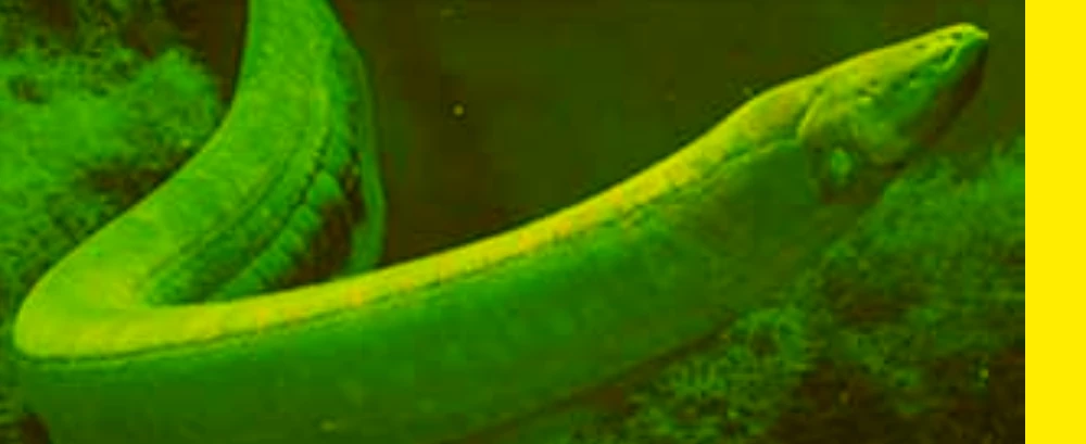 Poraquê, peixe elétrico amazônico