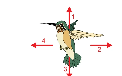 Beija-flor parado no ar com quatro setas indicando possíveis sentidos da força resultante