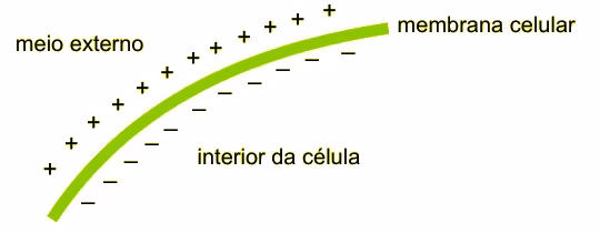 Esquema da membrana celular com cargas positivas no meio externo e negativas no interior da célula