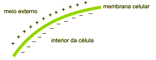Esquema da membrana celular com cargas positivas no meio externo e negativas no interior da célula