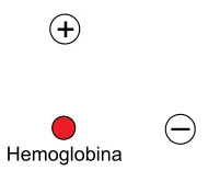 Hemoglobina negativa abaixo de uma carga positiva e à esquerda de uma carga negativa, à mesma distância das duas.