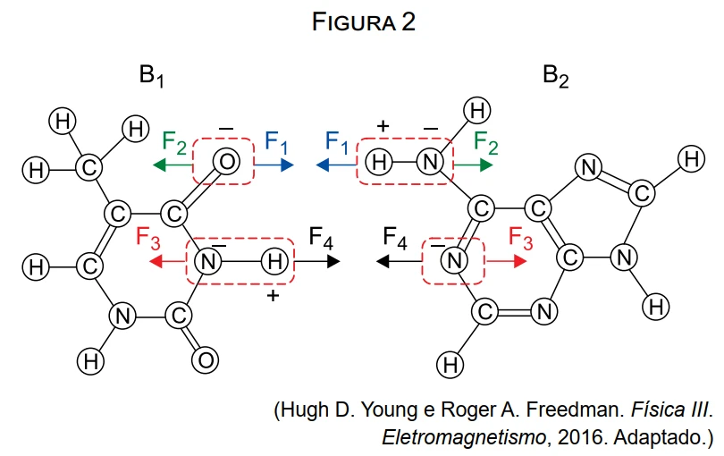 Figura 2 — fórmulas estruturais das bases B1 (com grupo metila, característico da timina) e B2 (estrutura de anel duplo, característica de uma purina). Em B1, o grupo O no topo do anel sofre as forças F2 (repulsão, para fora) e F1 (atração, para B2); o grupo N-H na parte inferior sofre F3 (repulsão, para fora) e F4 (atração, para B2). Em B2, o grupo H-N no topo sofre F1 (atração, para B1) e F2 (repulsão, para fora); o átomo N na parte inferior sofre F4 (atração, para B1) e F3 (repulsão, para fora)